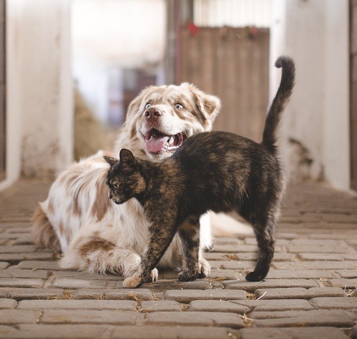introducing cats and dogs