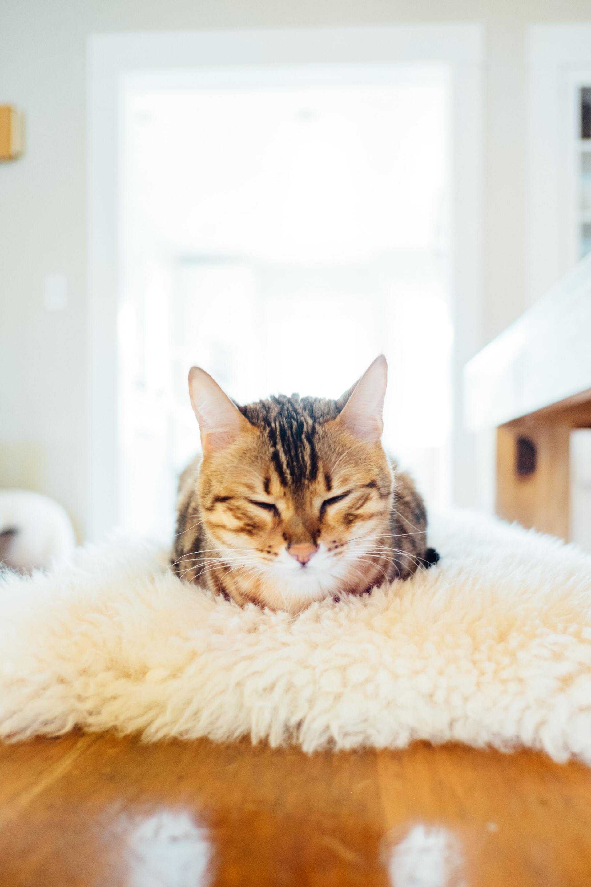 Senior cat diet and nutritional requirements