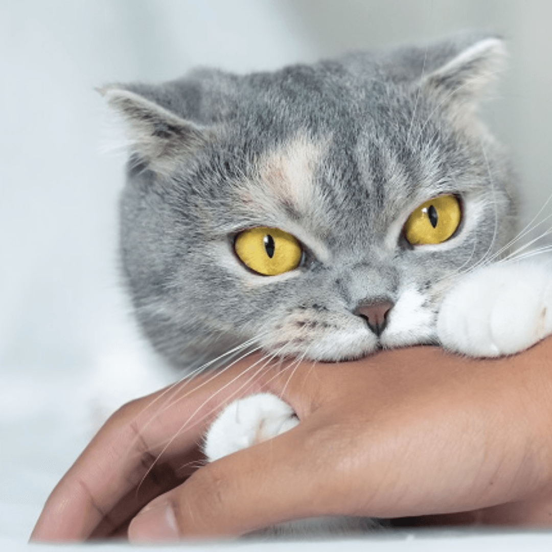 cat cat bites bite bitting cat vet feline behaviour