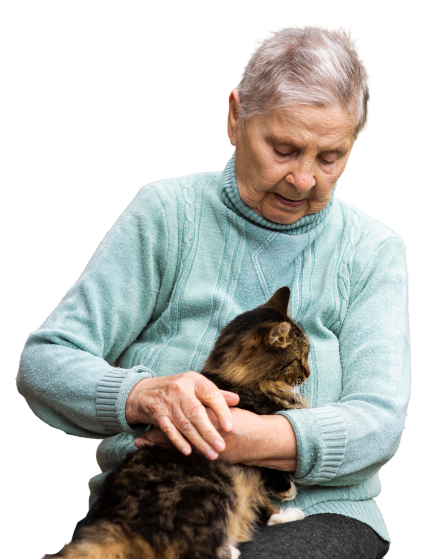 Old senior cat cognitive dysfunction