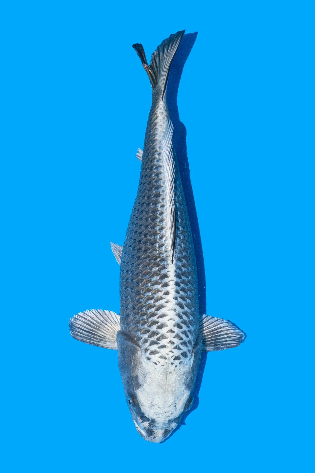 kabuto carpe koi vaiété