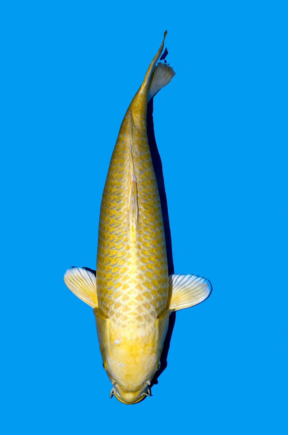 yamabuki carpe koi variété