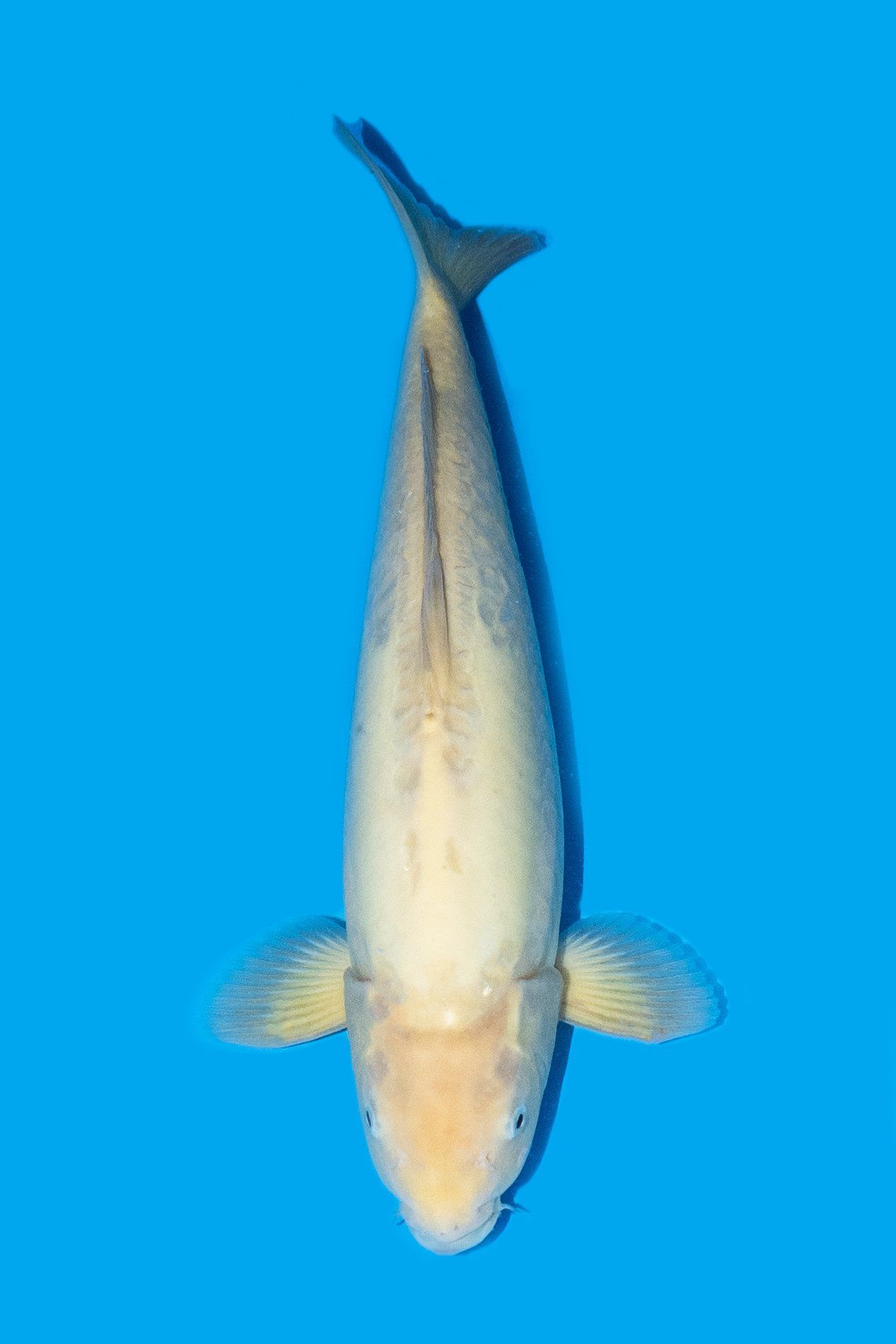 karashigoi carpe koi variété