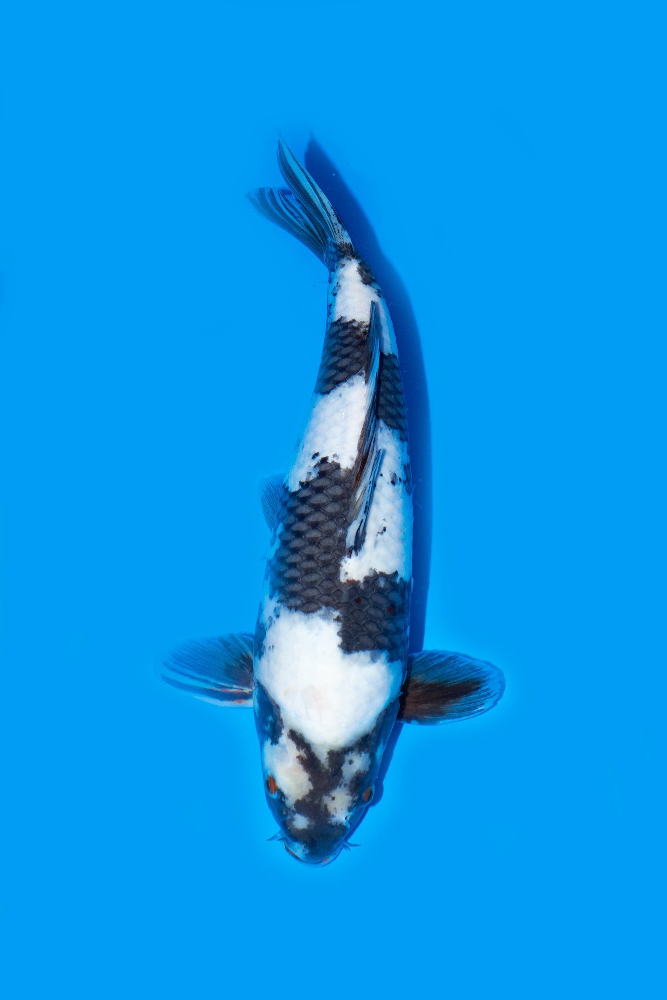 shiro utsuri carpe koi vaiété