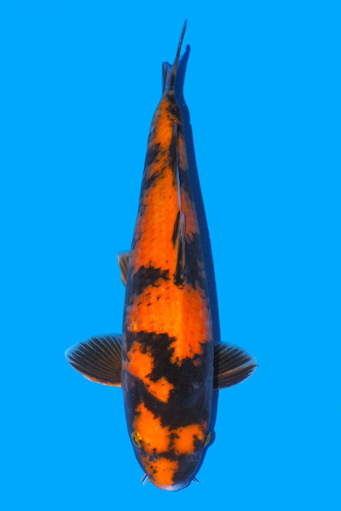 hi utsuri carpe koi vaiété