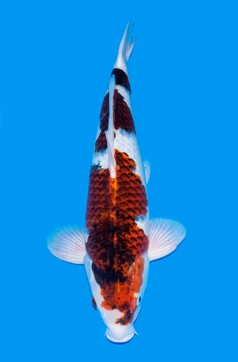 goromo carpe koi variété