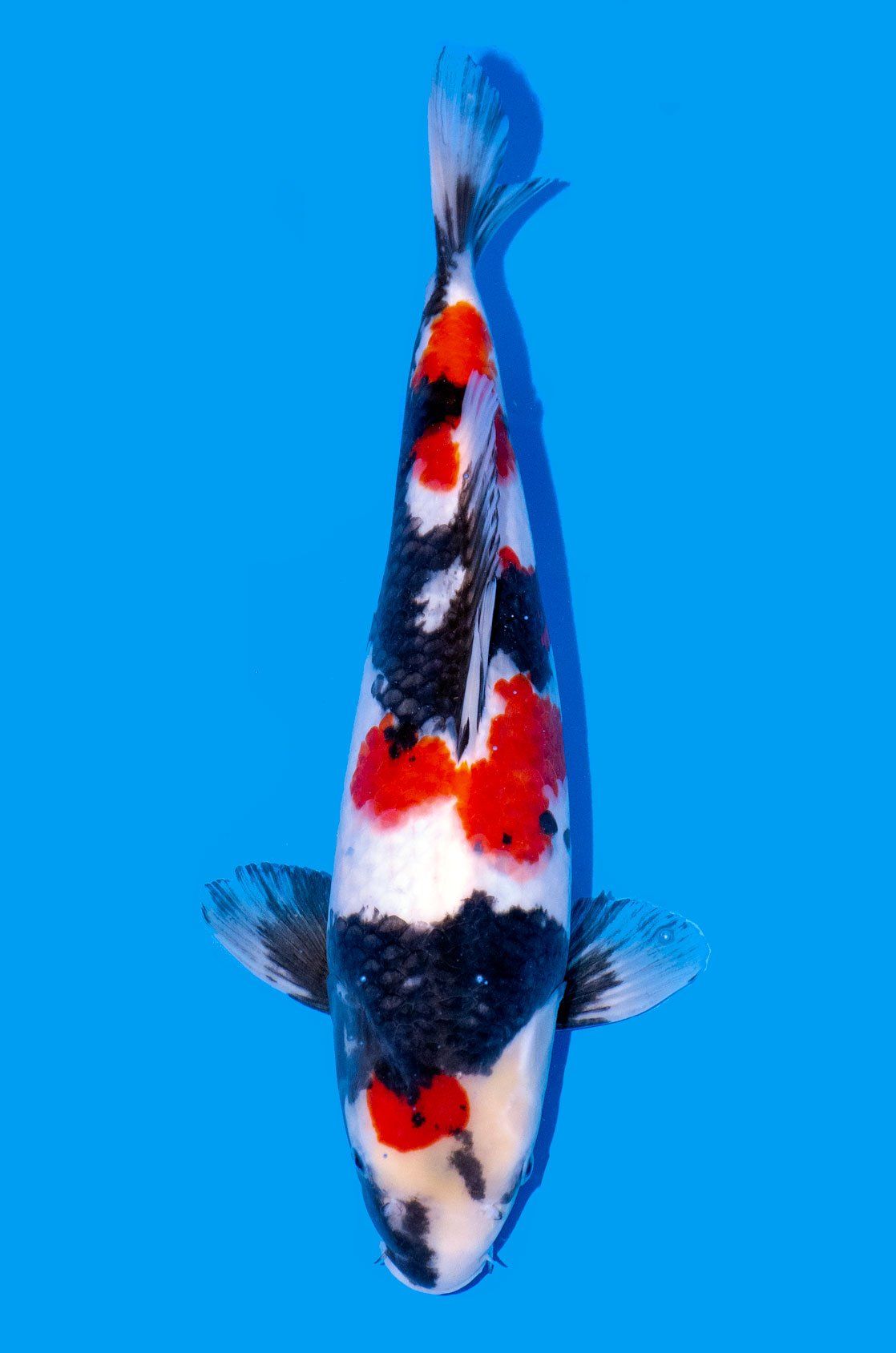 showa carpe koi variété