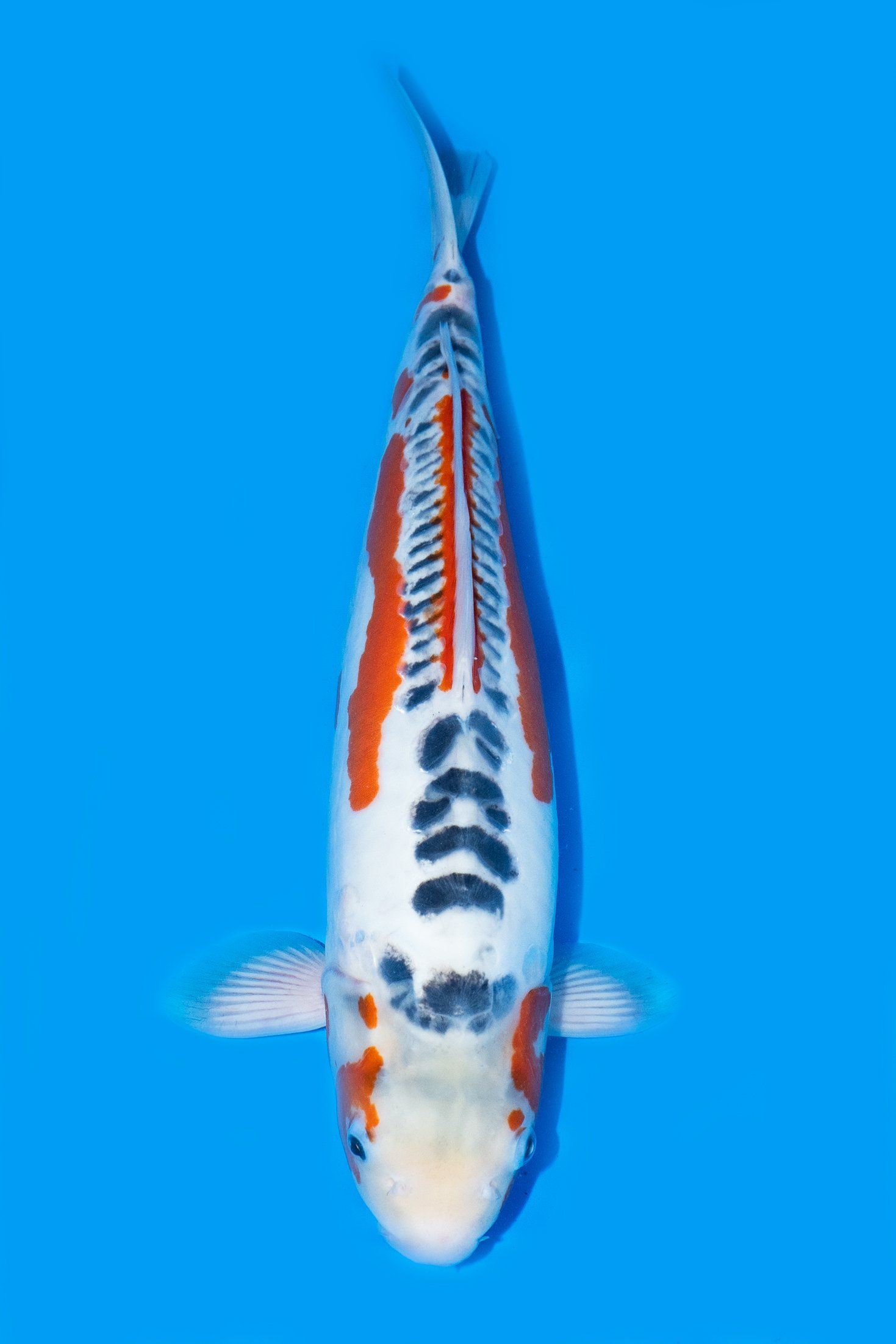shusui carpe koi variété