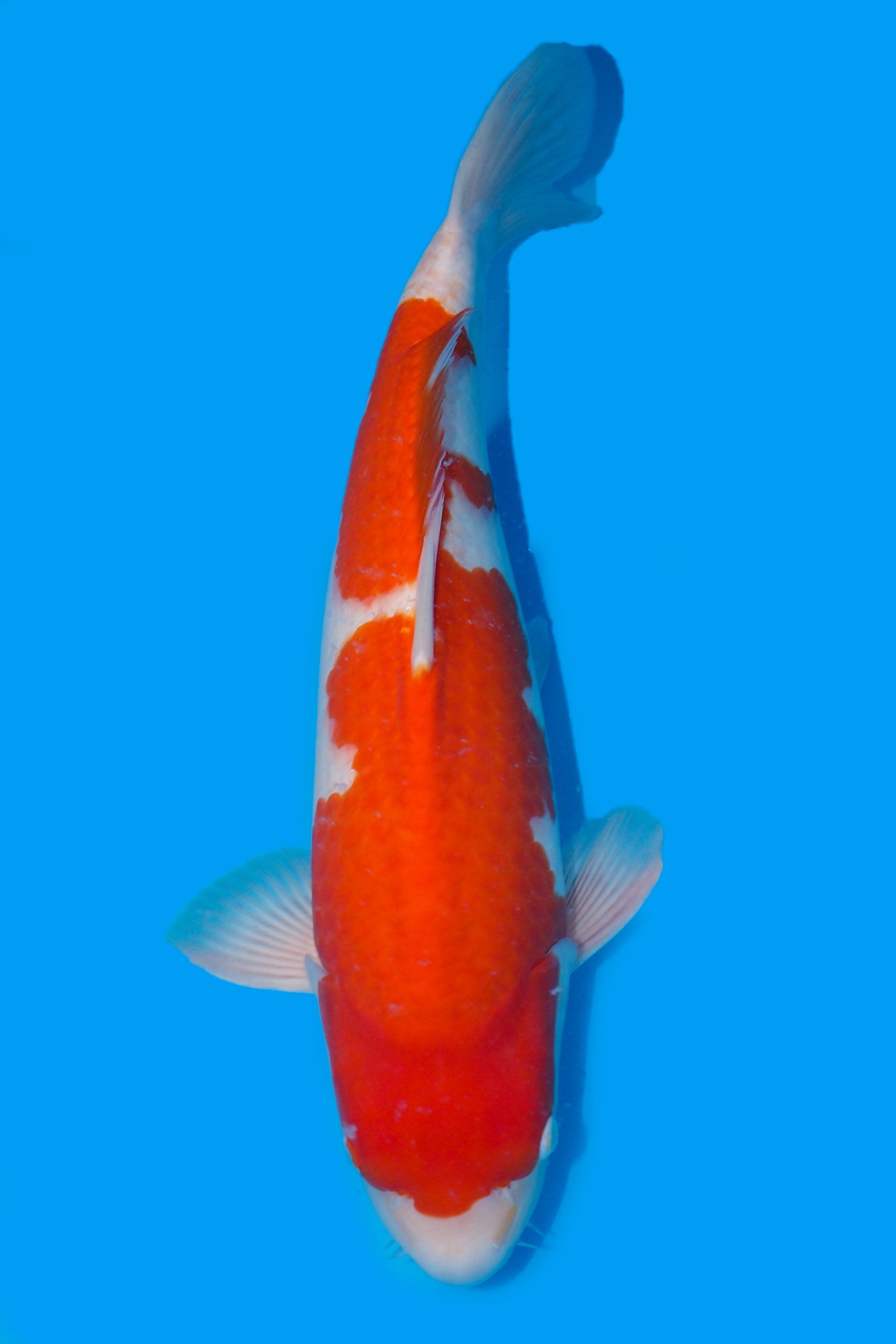 kohaku carpe koi variété