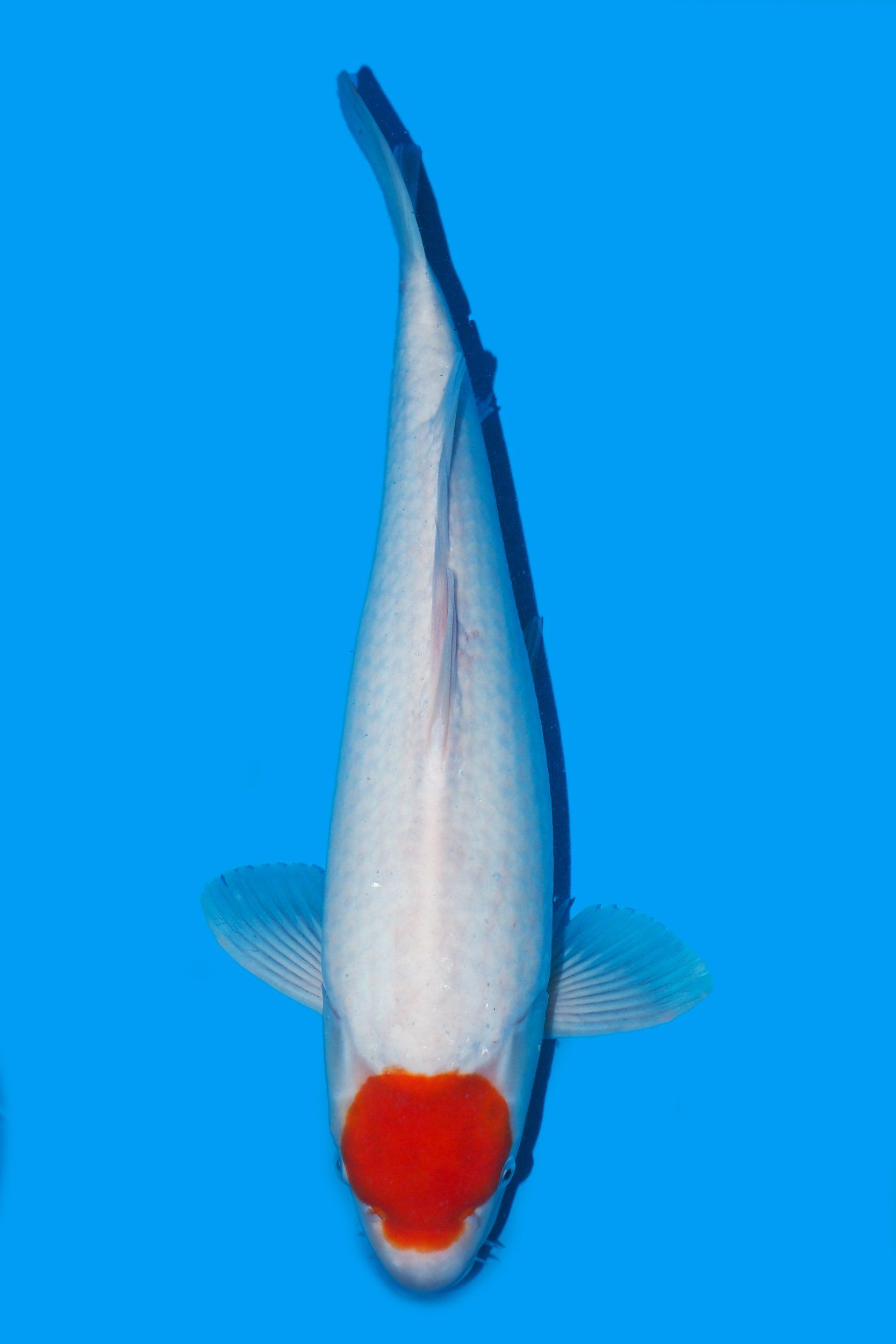 tancho kohaku artcane marudo