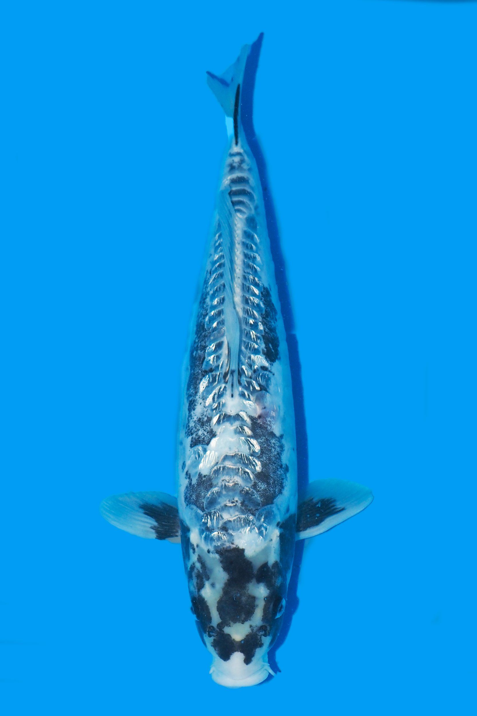 matsukawabake carpe koi vaiété