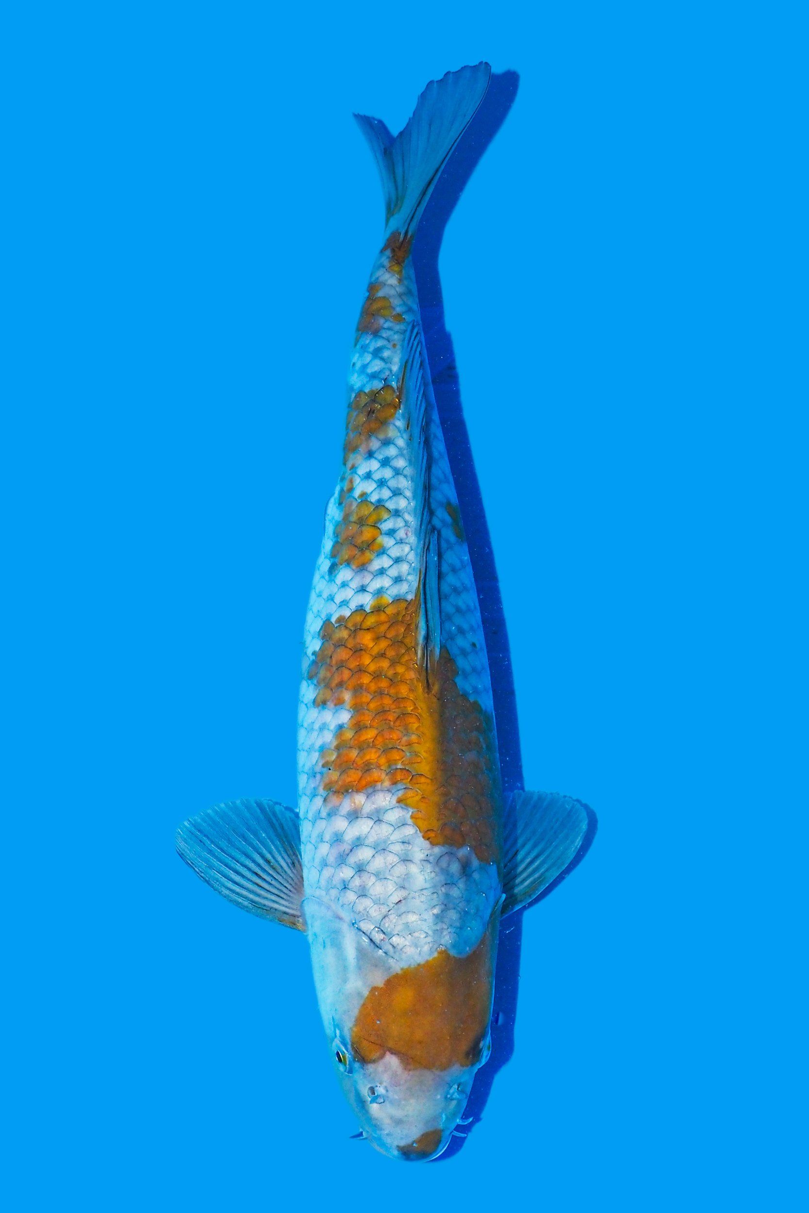 ochiba shigure carpe koi varieté