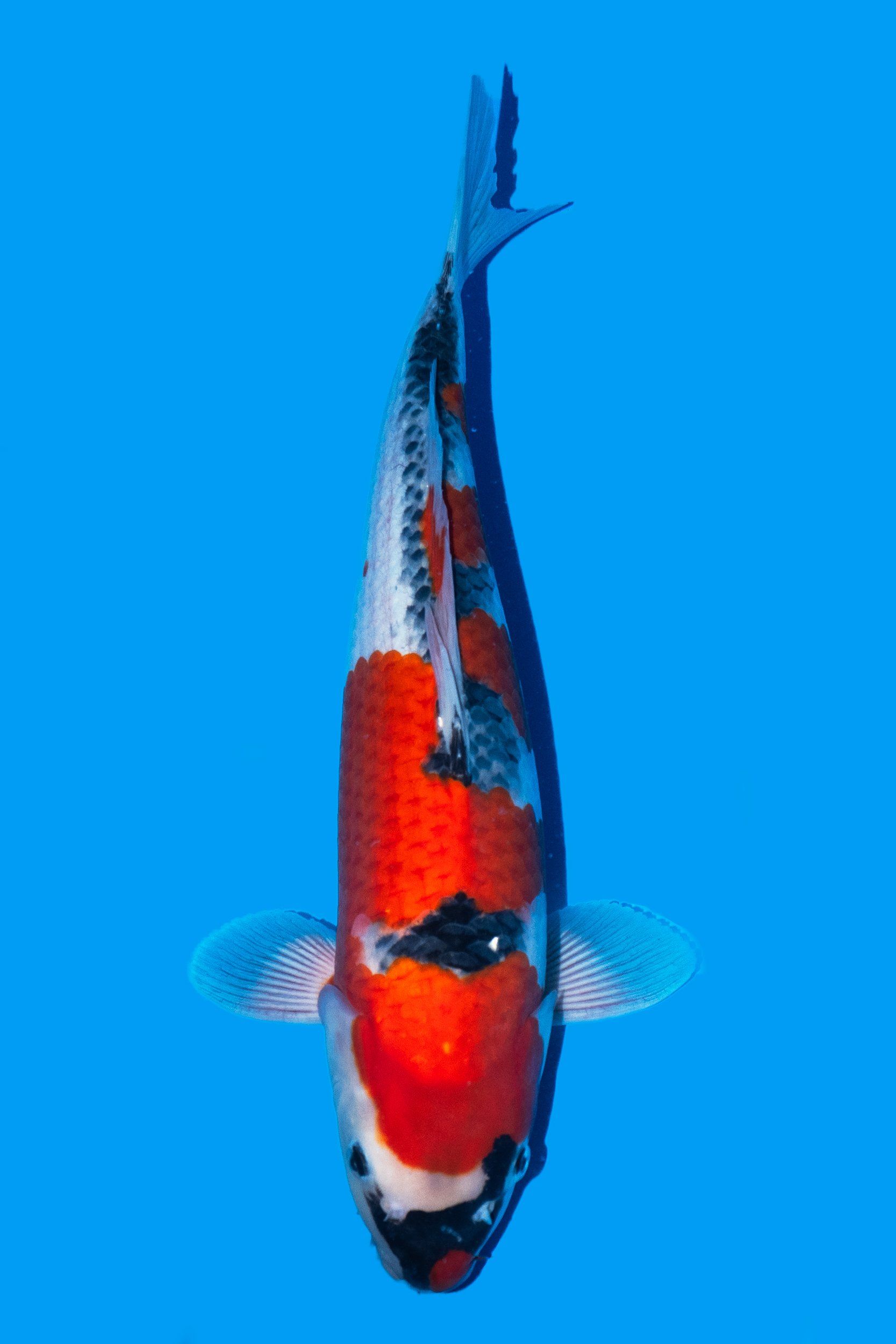 goromo carpe koi variété