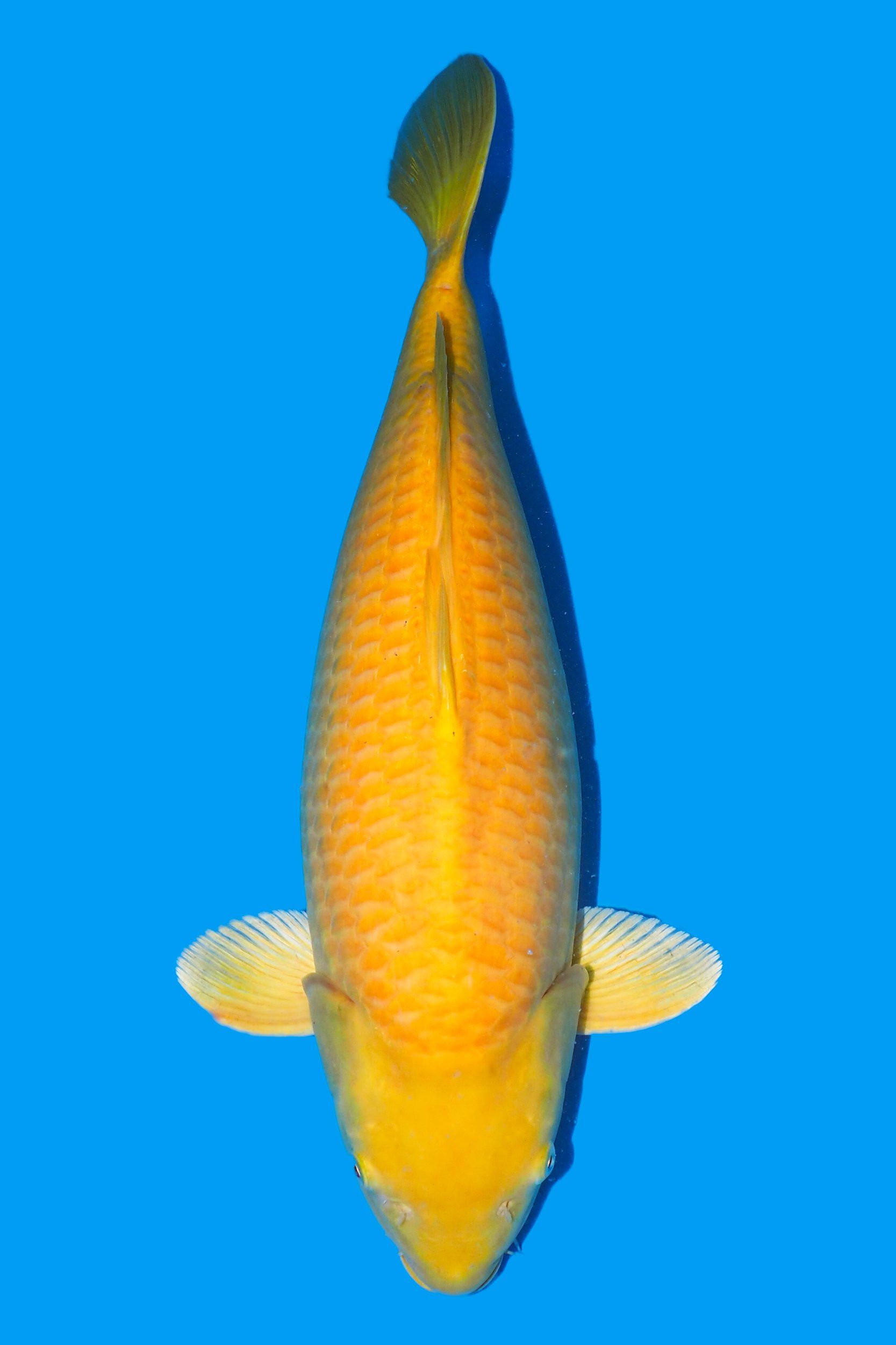 botan carpe koi variété