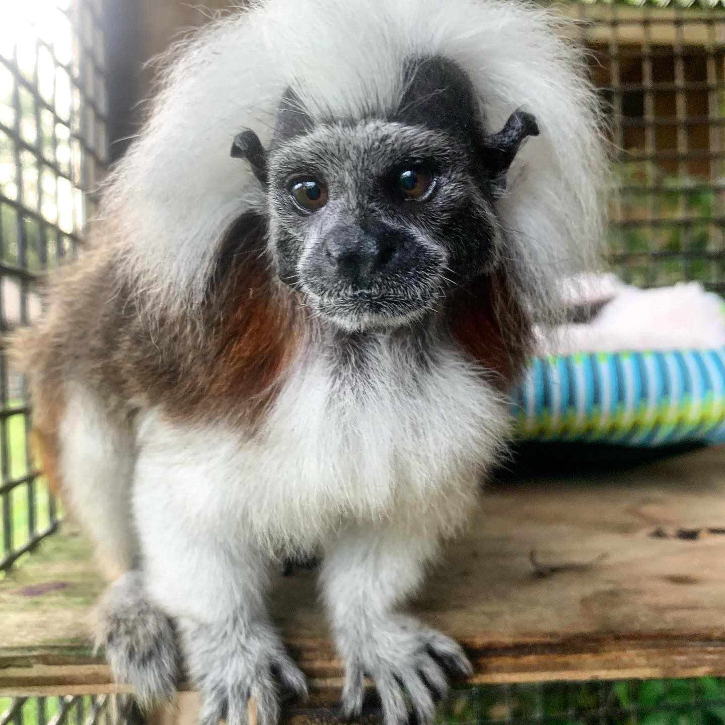 Tamarin