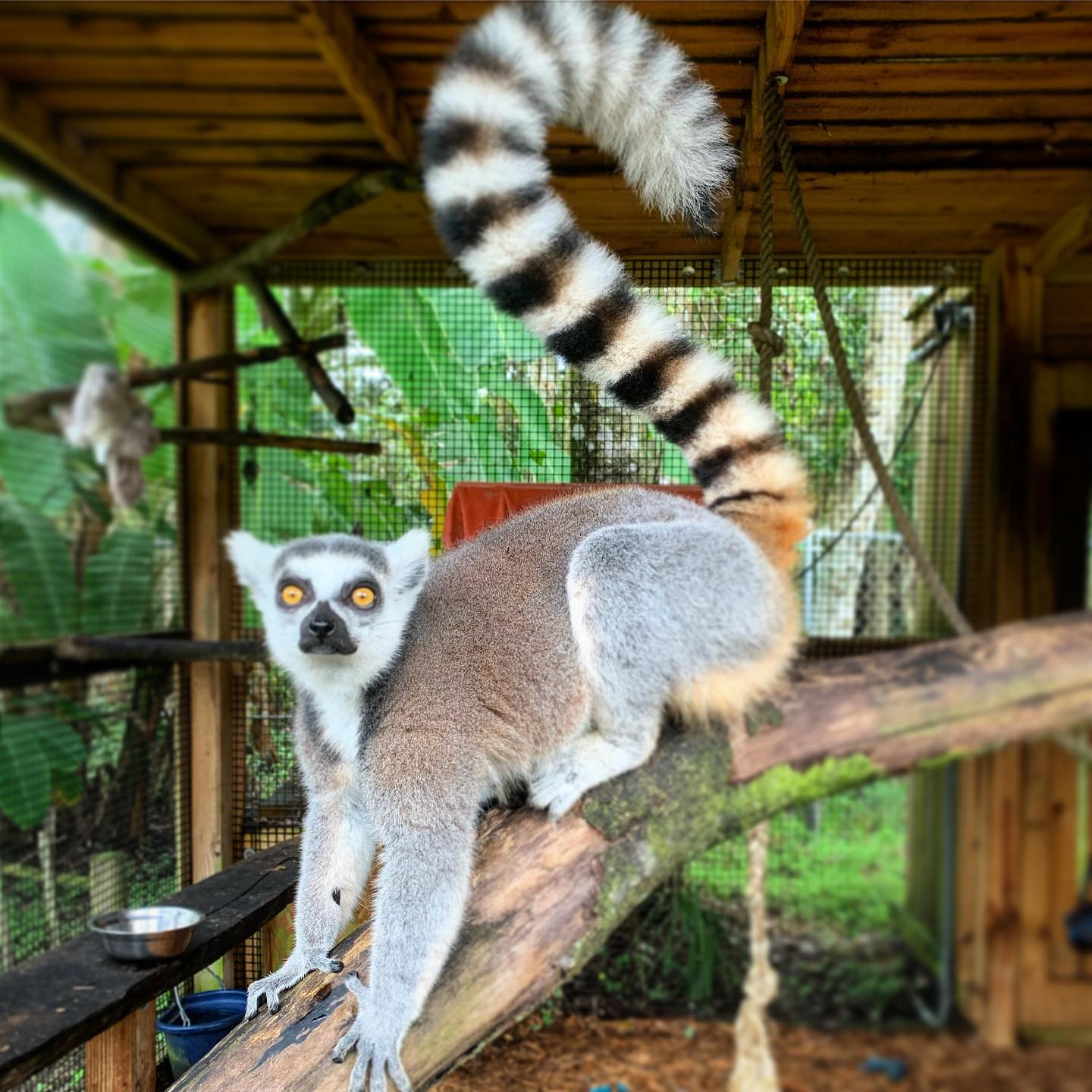 lemur