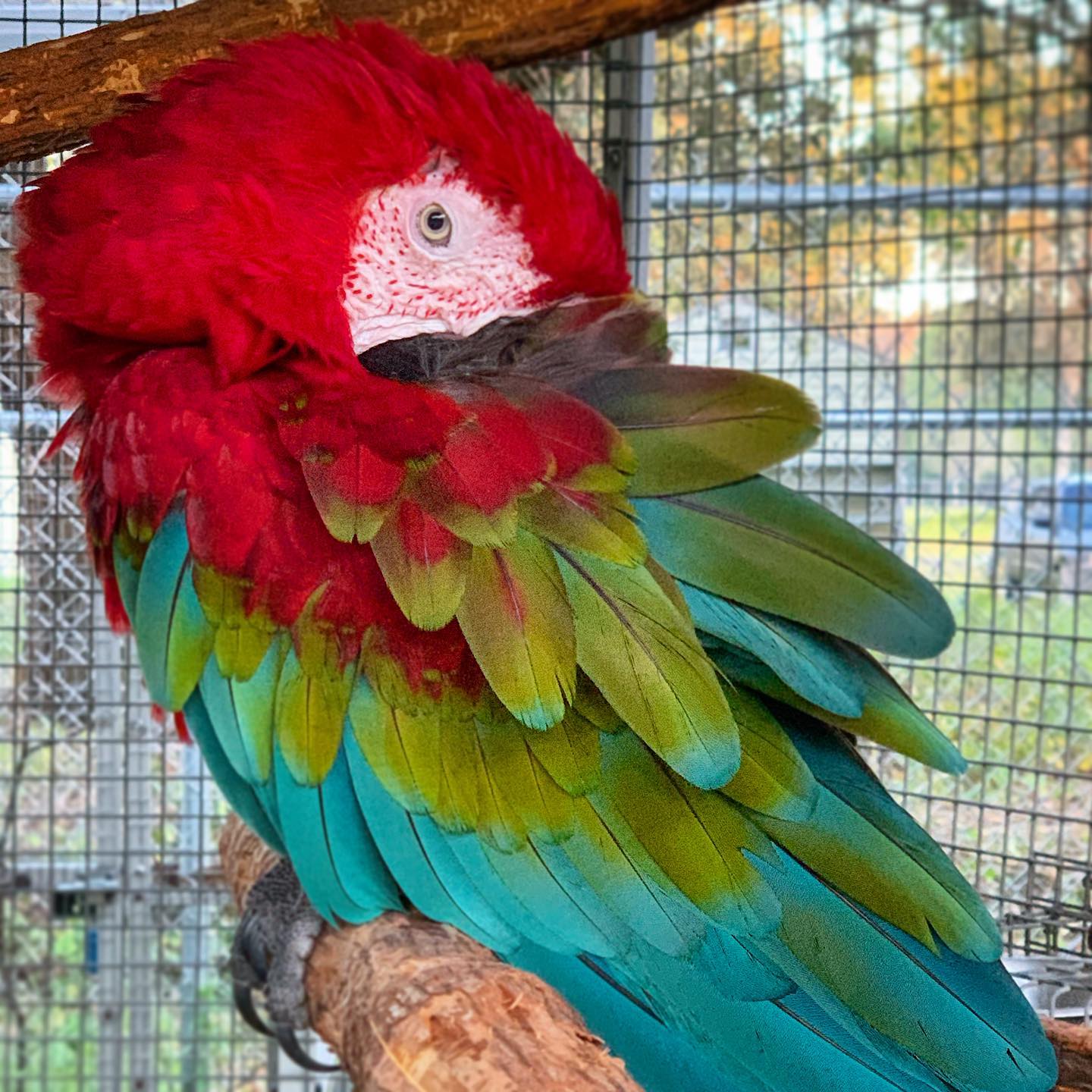 Parrot