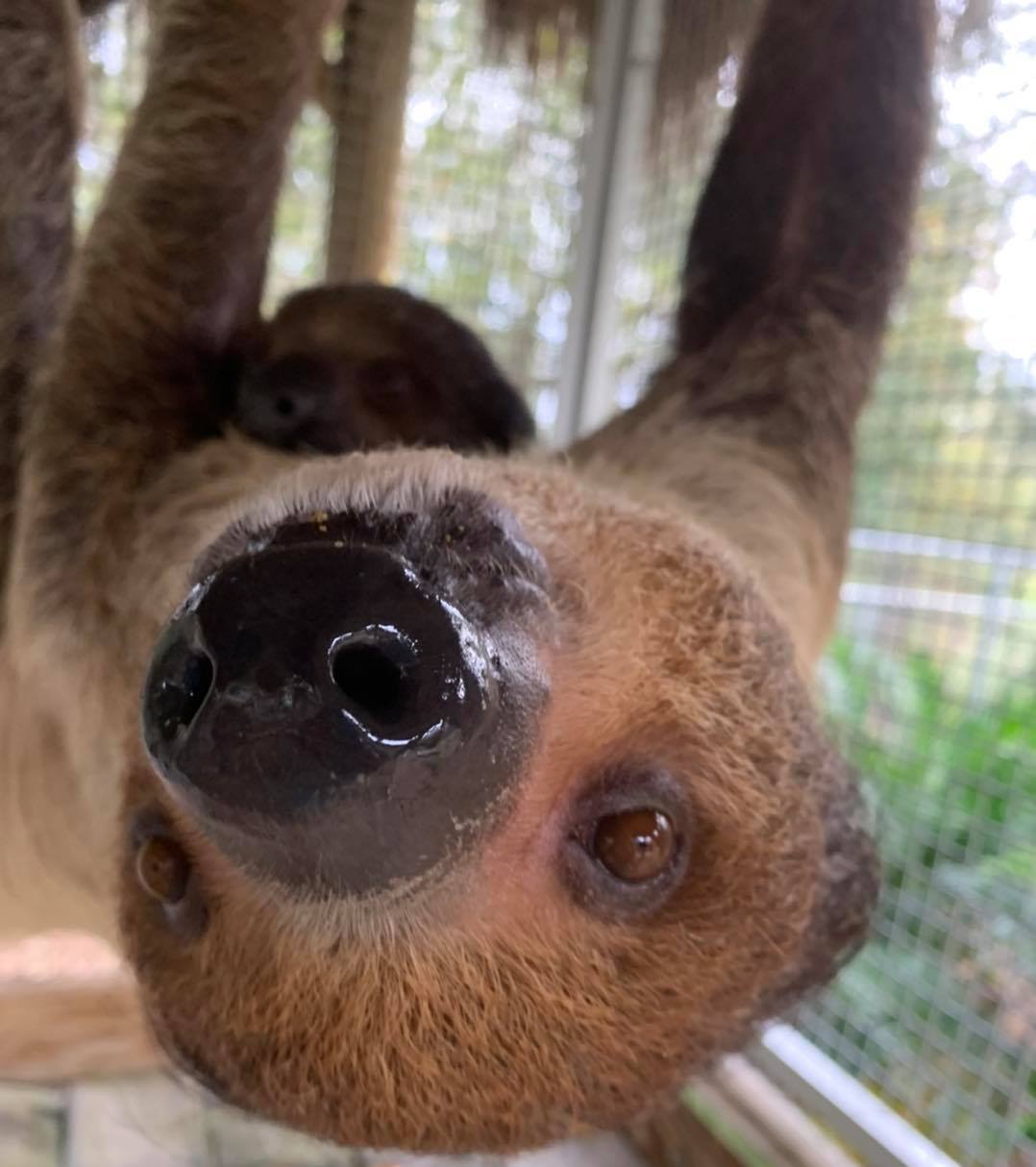 meet a sloth orlando