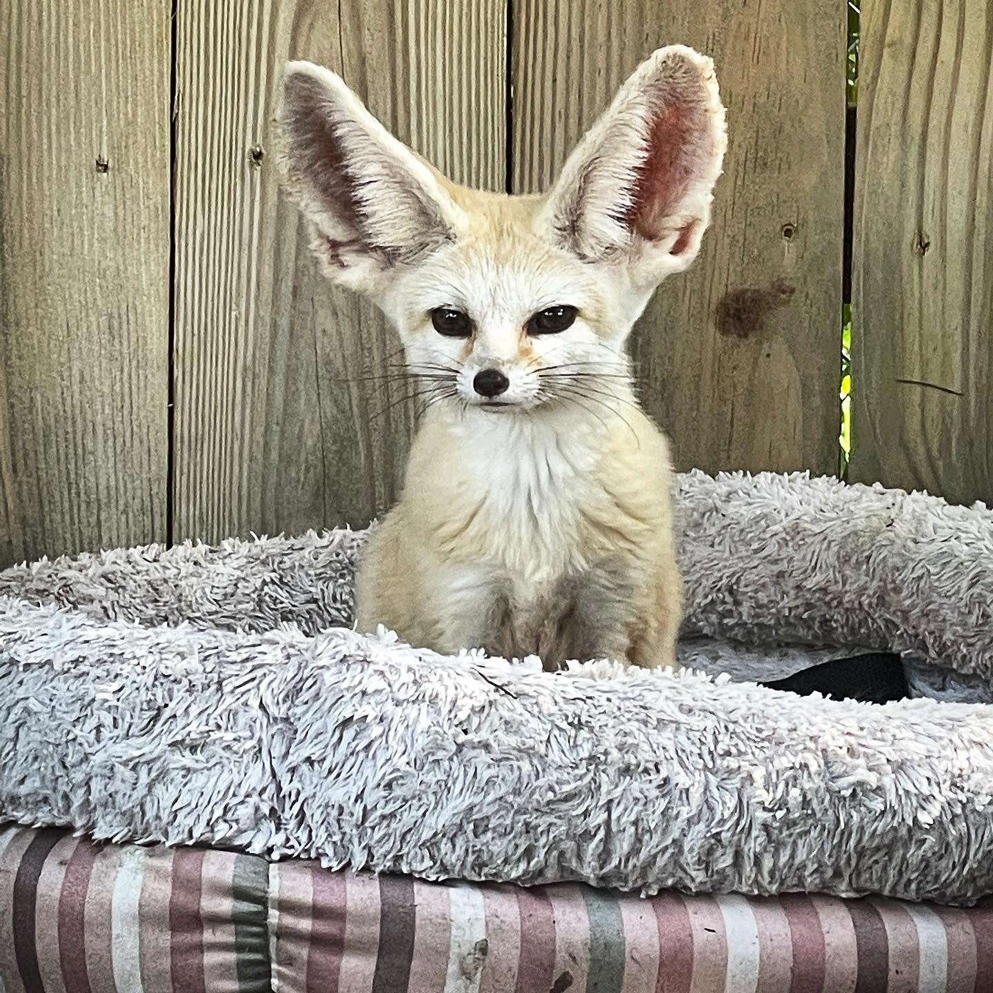 Fox