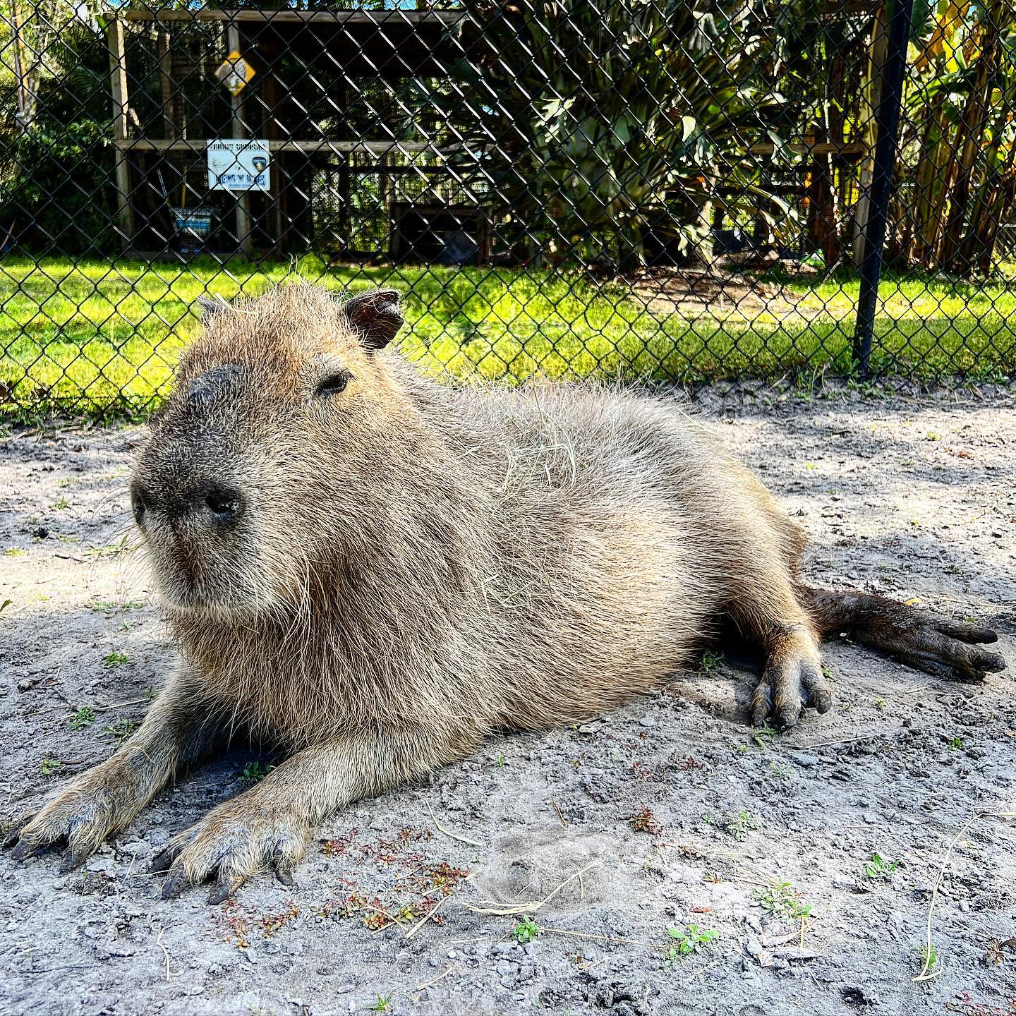 Meet a Sloth, Pet a Sloth, Sloth Encounter
