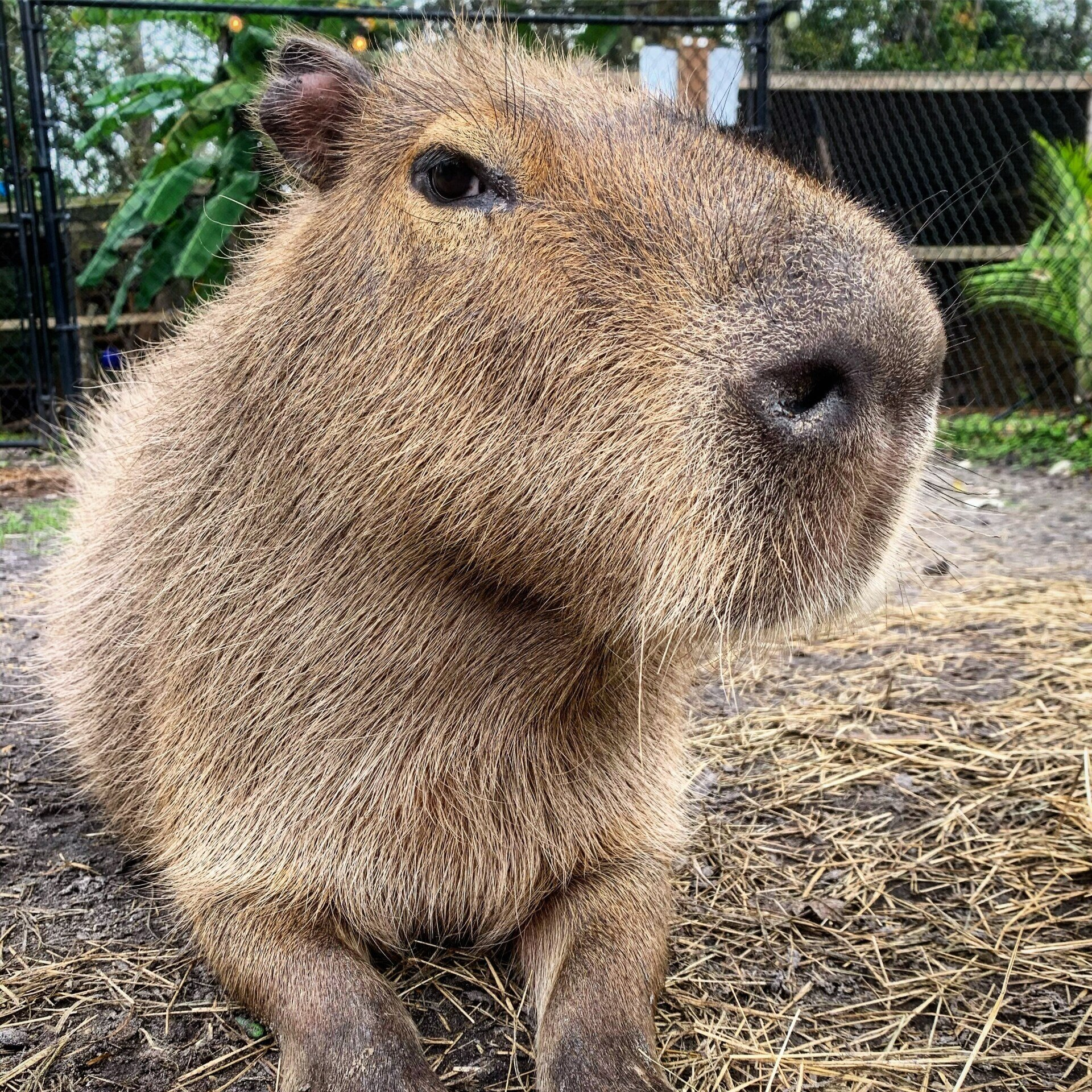 capybara, meet a capybara, pet a capybara, feed a capybara, 
