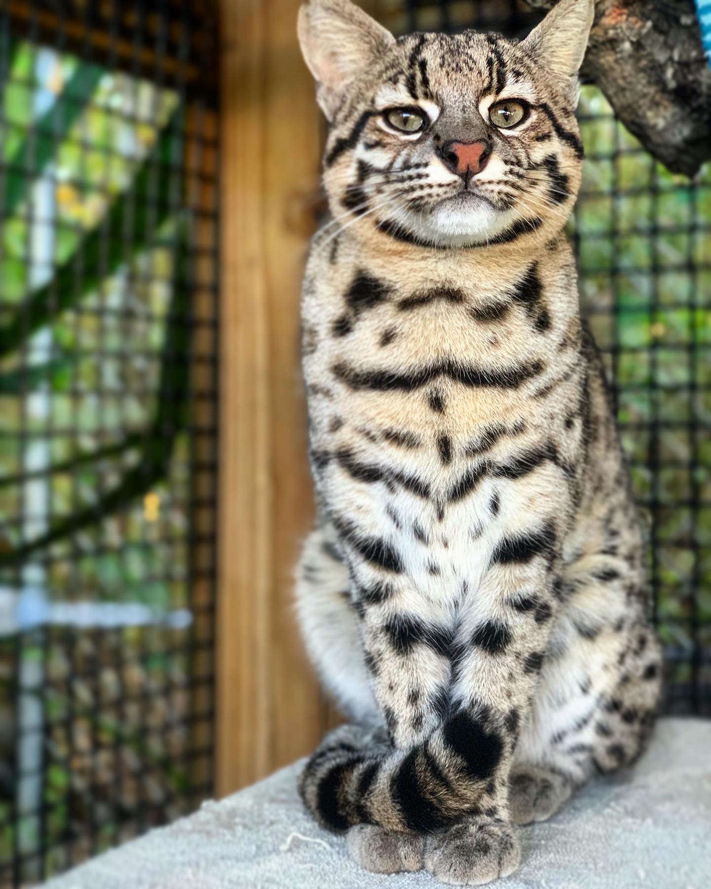 Geoffroys Cat