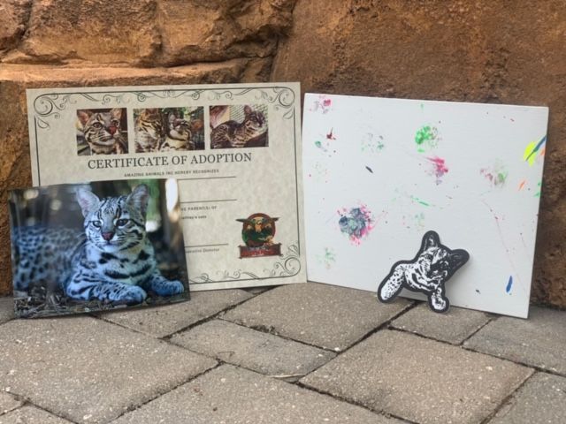 Geoffroy cat adoption