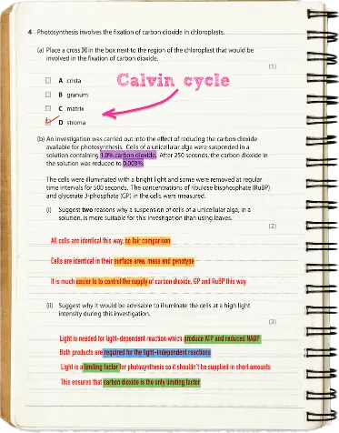 An open spiral notebook displays biology notes on photosynthesis and the Calvin cycle, with highlighted text.