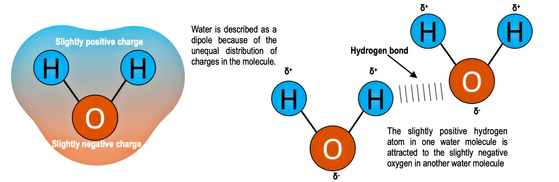 ial biology notes biological molecules