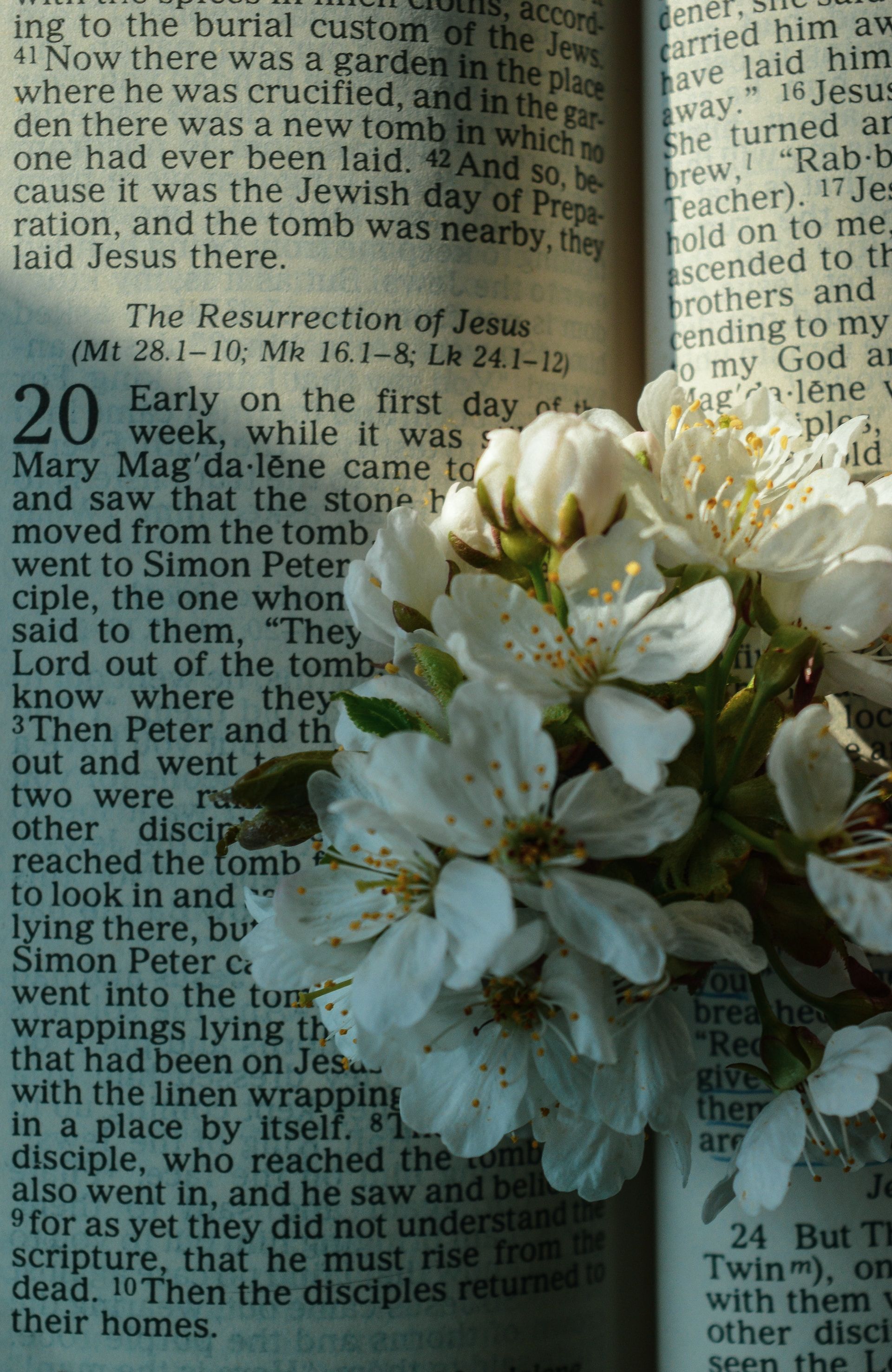 Image of a page of the Bible (John 20) describing the resurrection of Jesus; on the page is a small bouquet of white flowers.
