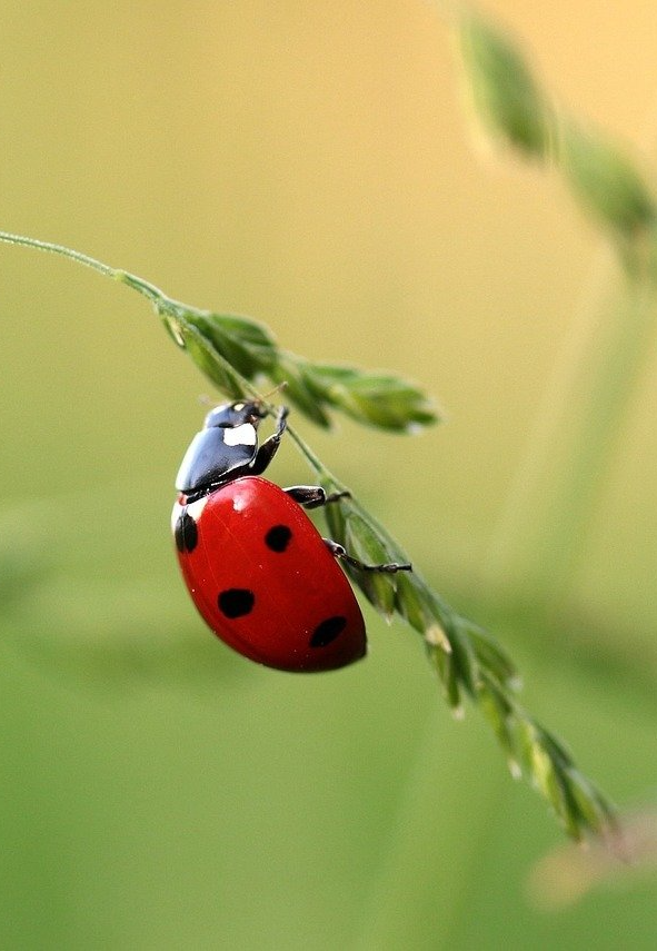 Image of a ladybug on a plant stalk.