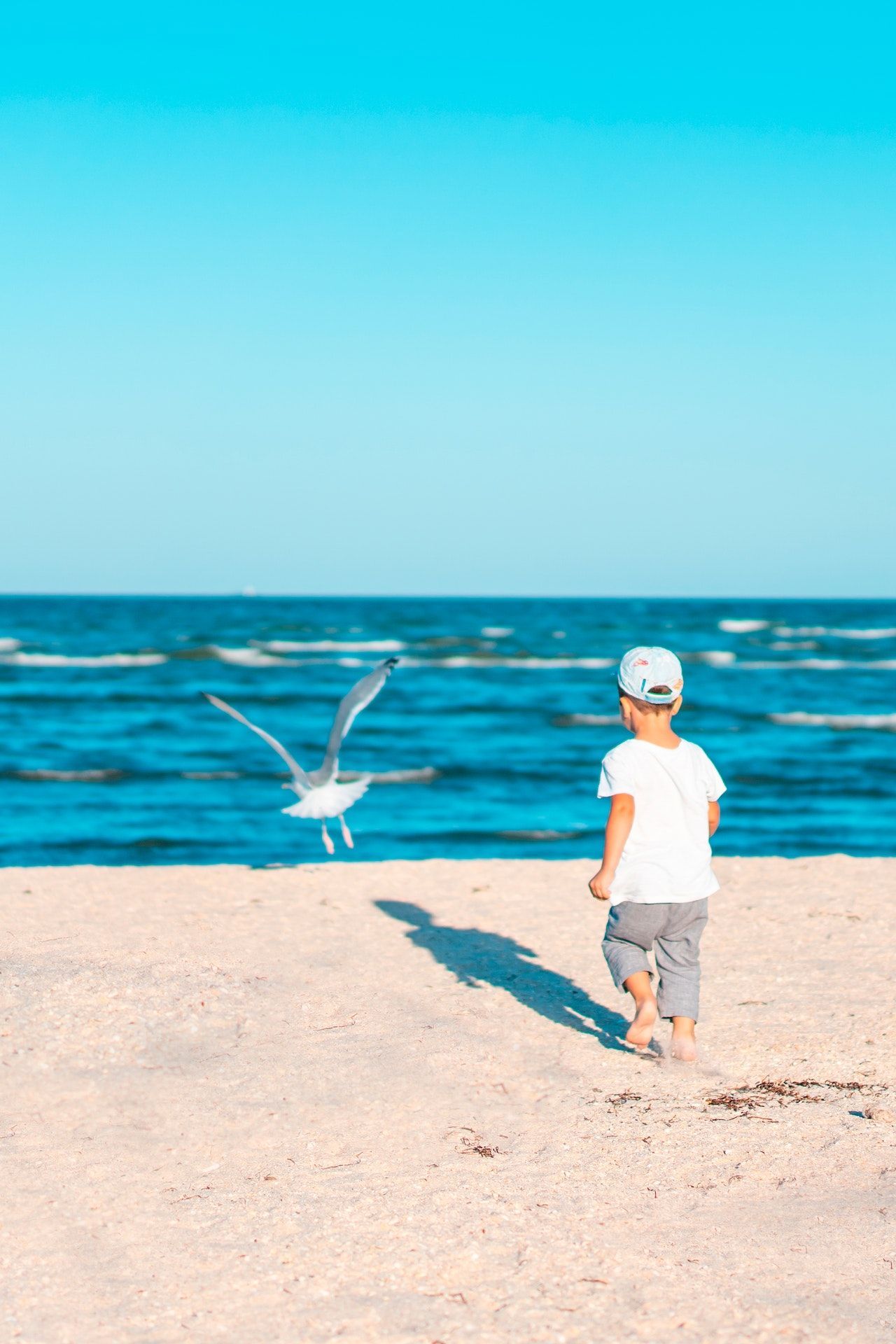 Image of a boy on the beach following a seagull that's starting to fly towards the ocean.