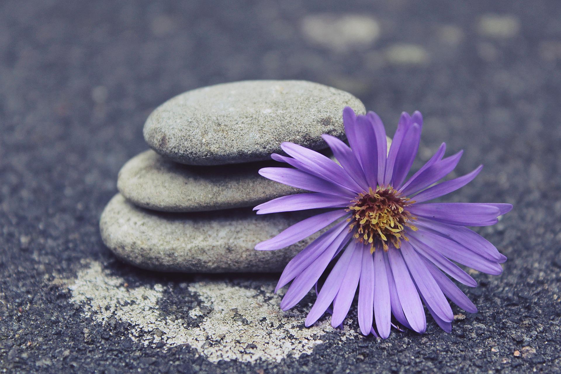 Image of a pile of stones and a flower.