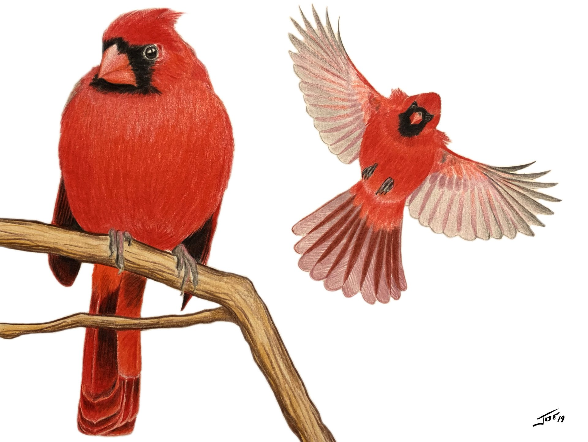 Wild Bird Collection