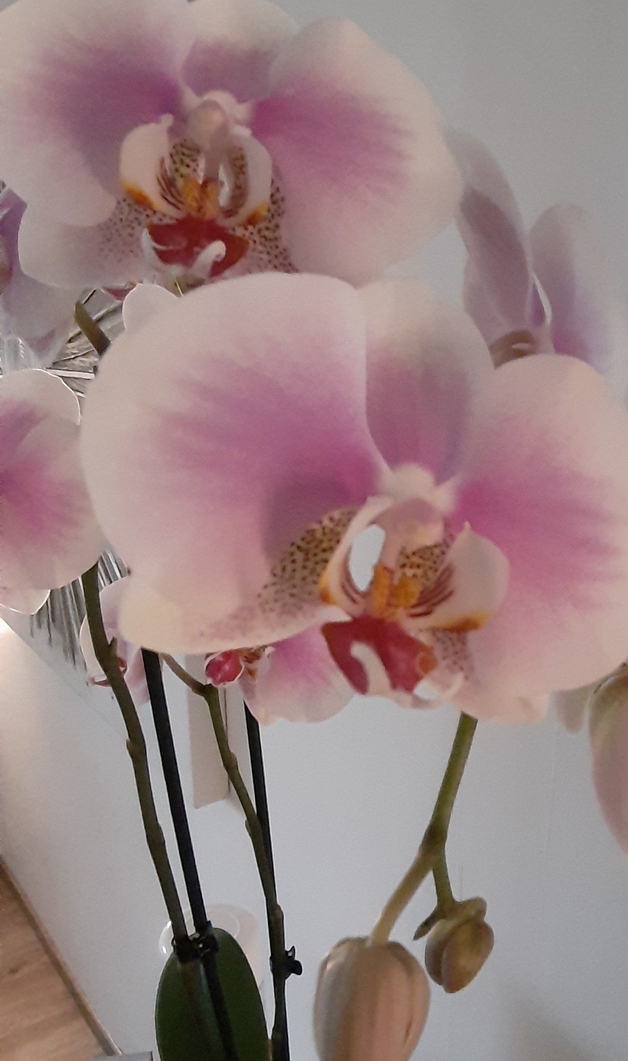 Wellness Orchidee