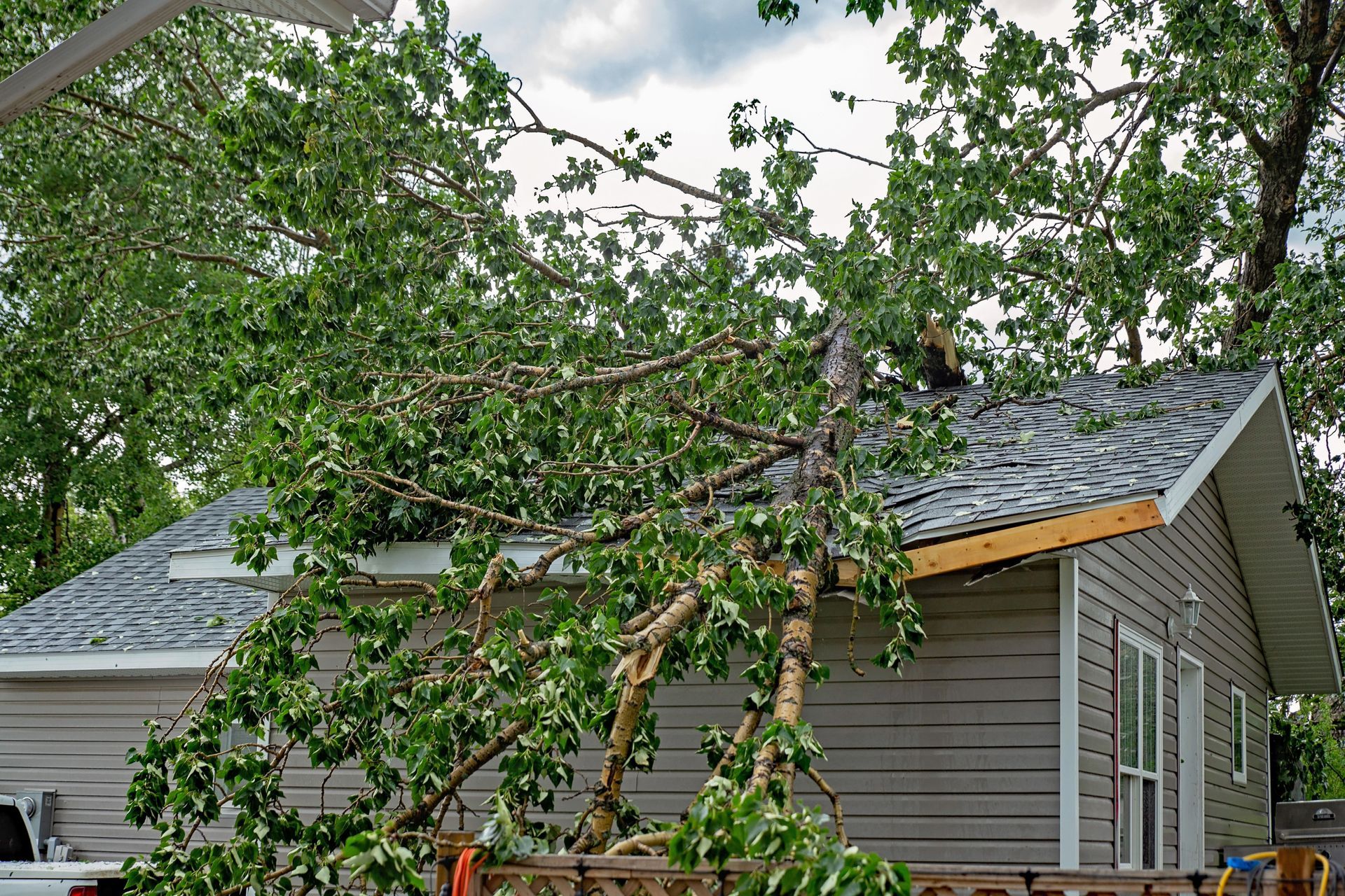 Tree services for foreclosure and bank-owned properties including trimming, pruning, and removal to maintain safety, curb appeal, and compliance