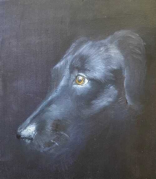 Black Labrador Black Labrador