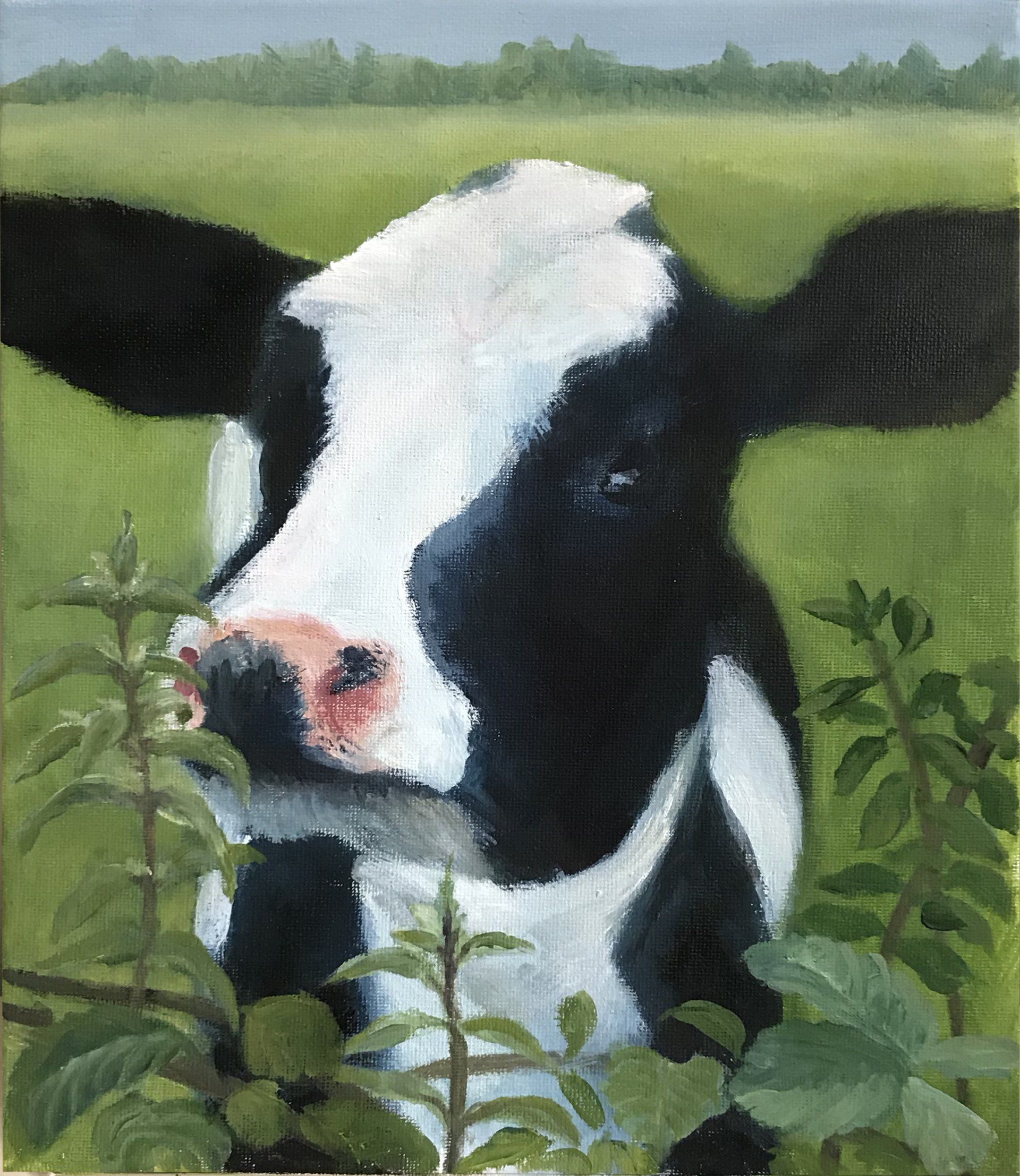 Nosy heifer Nosy heifer