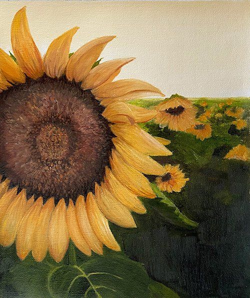 Sunflower Sunflower