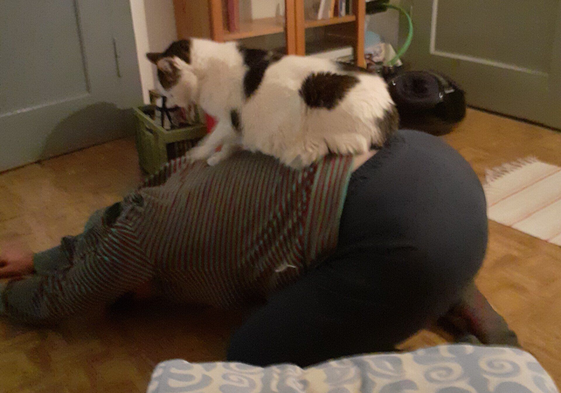 2021 - Yoga mit Katze Sobe gibt Energie