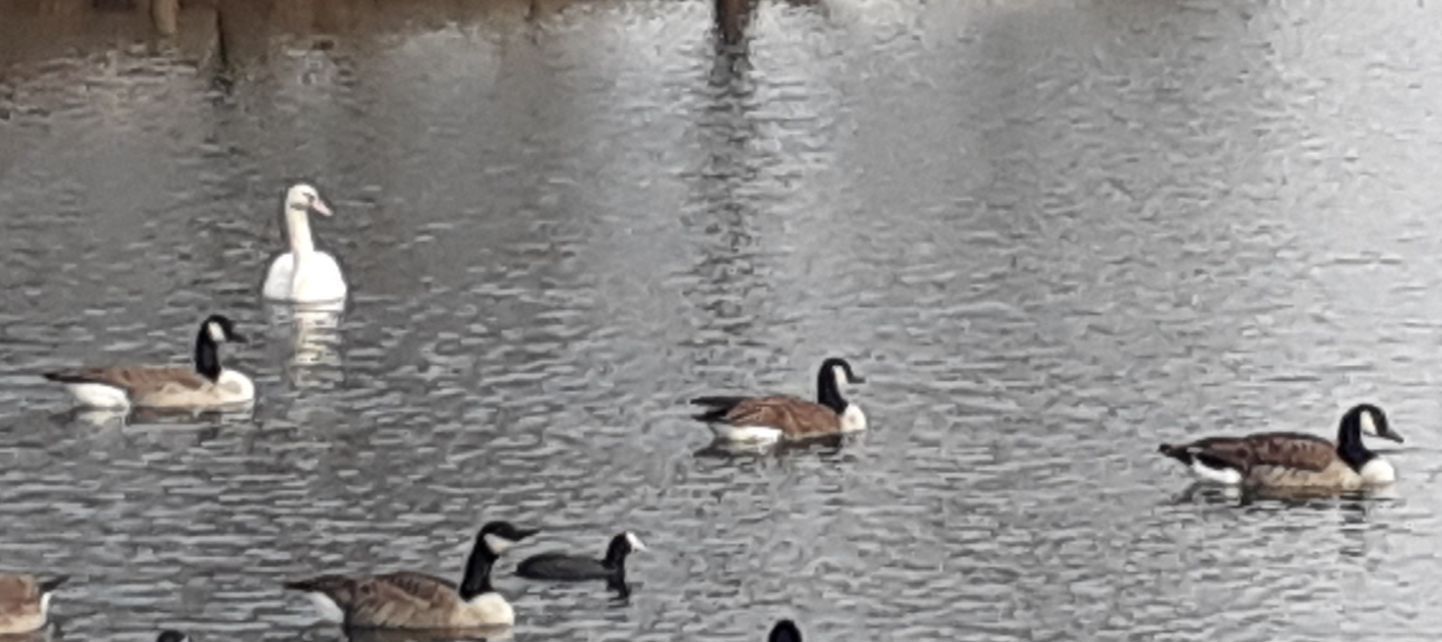 Enten und Schwäne auf einem See