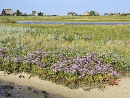 Blühende Strandwiesenlandschaft im Naturschutzgebiet Graswarder
