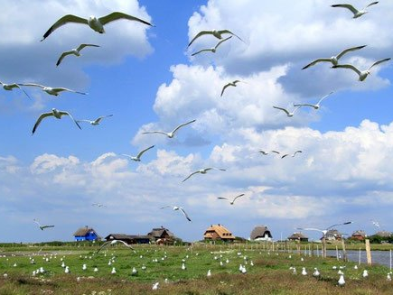 Vogelschwarm im Naturschutzgebiet Graswarder