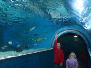 Zwei Kinder beobachten Fische im Meereszentrum Fehmarn