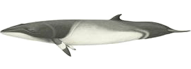 Baleine de Minke, Húsavík Whale Museum