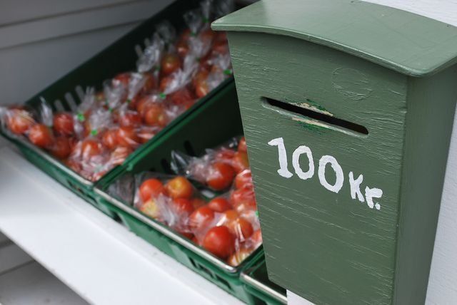 Tomates cultivées sous serre grâce à la géothermie - Islande