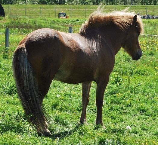 Cheval islandais