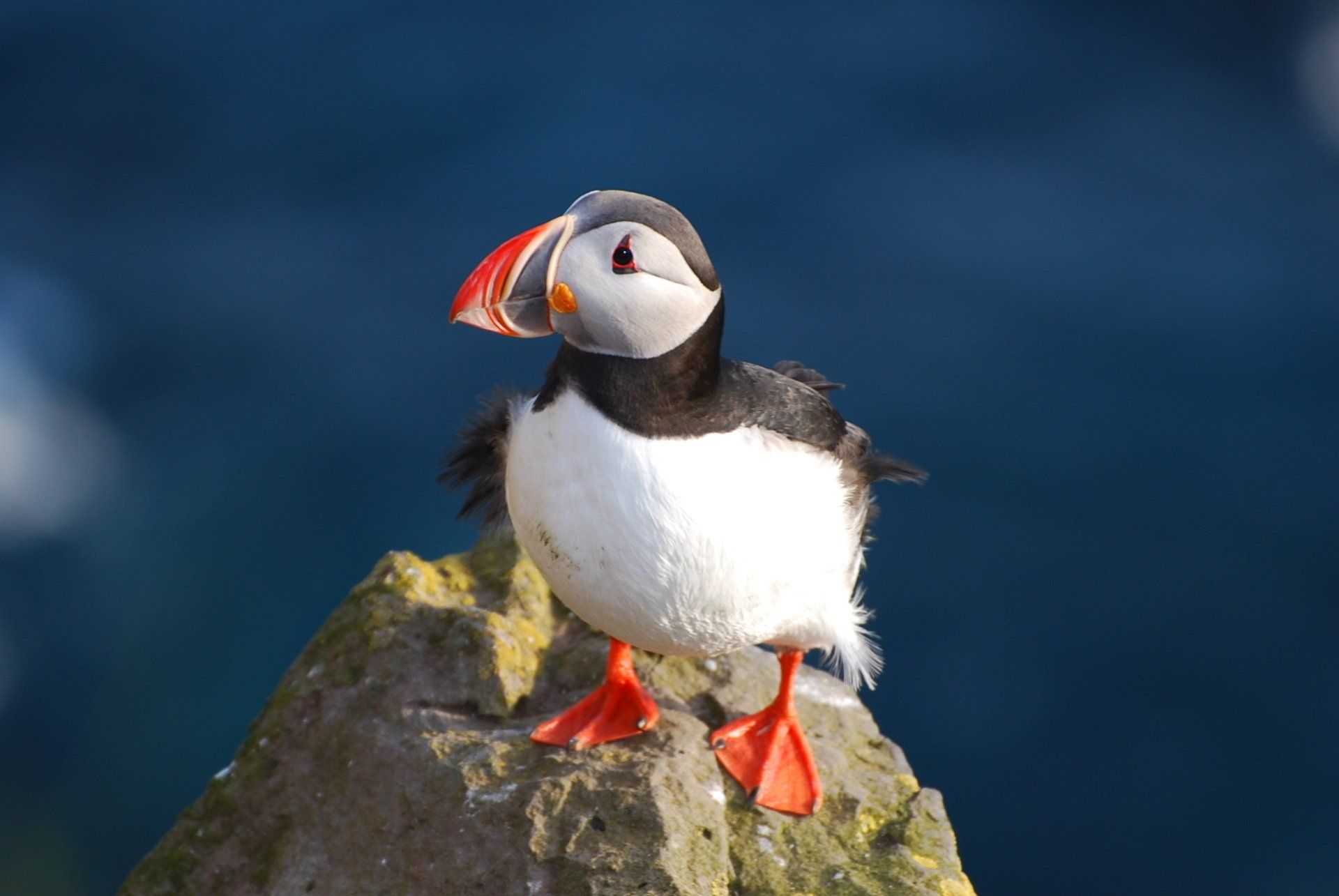 Macareux-Islande