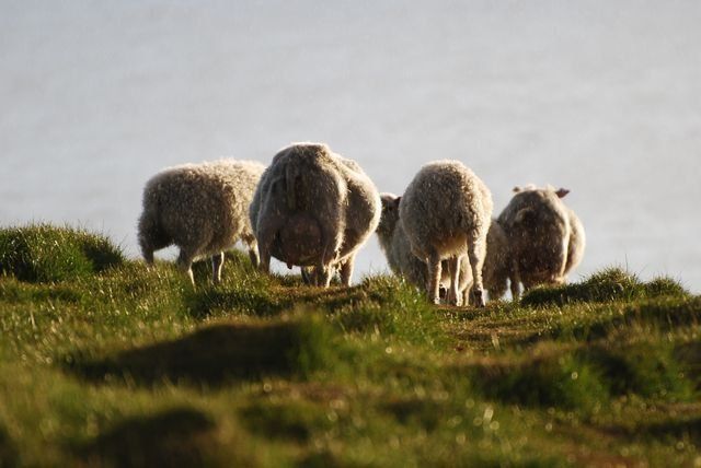 Moutons islandais
