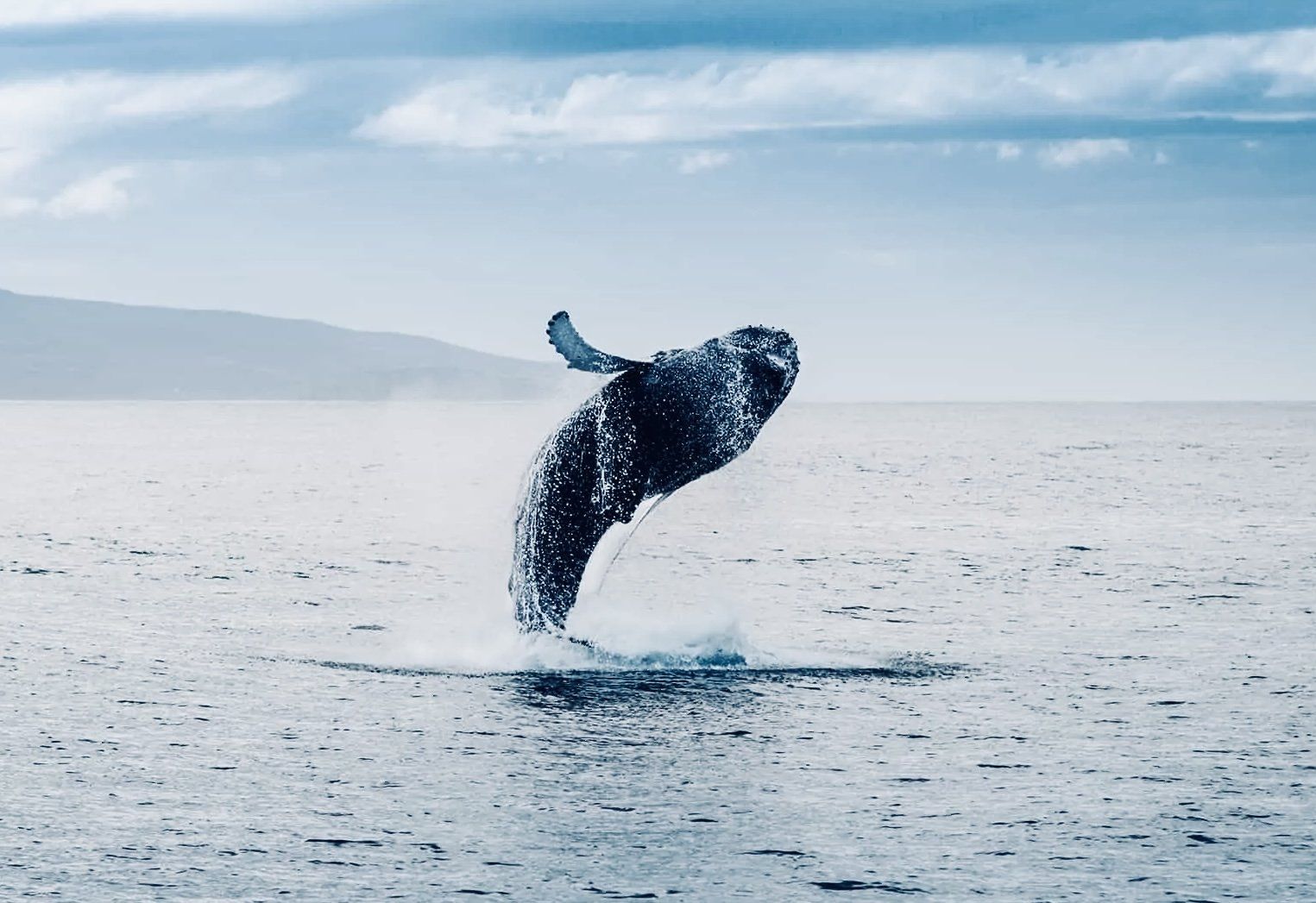 Chasse Baleine Islande Observation de Baleine